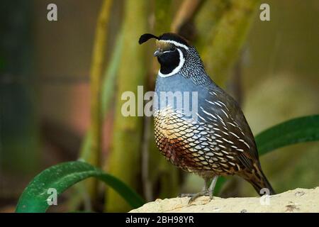 California quail closeup ( Callipepla californica ) Stock Photo
