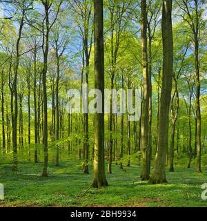 Sunny beech forest in spring, fresh green, wood anemone flower, Jasmund National Park, UNESCO World Heritage Site, Rügen Island, Mecklenburg-Vorpommern, Germany Stock Photo