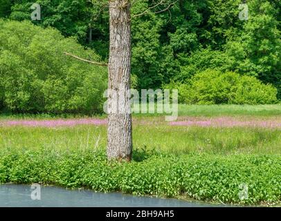 Germany, Baden-Württemberg, Hayingen-Anhausen. Tree eaten by a beaver and then dead on the banks of the river Lauter. Stock Photo