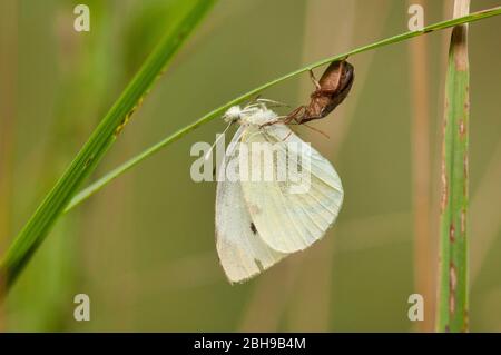 Two small white butterflies in the garden Stock Photo - Alamy