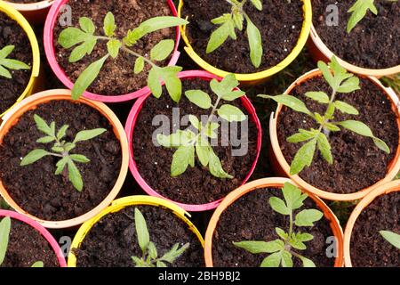 Tomato plants. tomato seedlings. Tomato pattern. Solanum lycopersicum 'Alicante'. Tomato seedlings in rplastic plants pots. Stock Photo