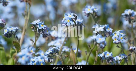 Patch of forget-me-nots, forget-me-not flowers, Myosotis, spring, UK Stock Photo