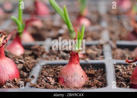 Allium cepa 'Red Baron'. Red Baron onion bulbs in modules displaying first signs of growth - sprouting. UK Stock Photo