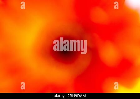 An abstract shot of flowers showing bright and vibrant colours Stock Photo