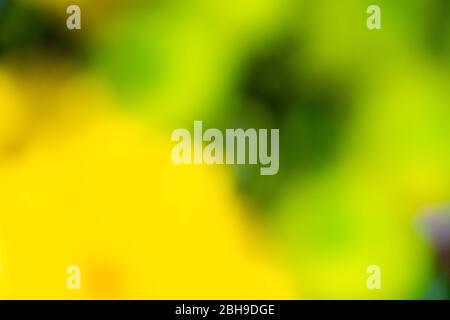 An abstract shot of flowers showing bright and vibrant colours Stock Photo