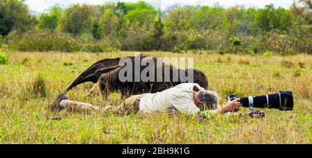 Giant anteater (Myrmecophaga tridactyla) and not sleeping man, Pantanal, Brazil Stock Photo