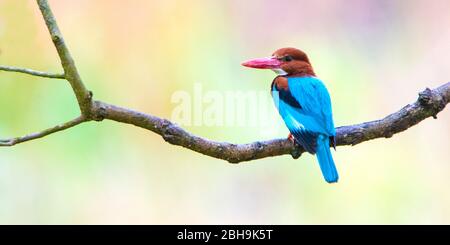 White-throated kingfisher (Halcyon smyrnensis) on tree branch, India Stock Photo