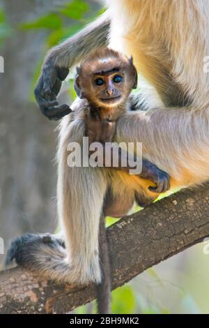 Langur monkey infant looking at camera, India Stock Photo