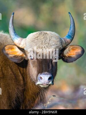 Gaur (Indian bison) looking at camera, India Stock Photo