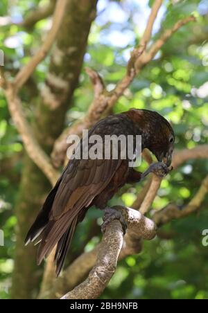 Kaka.  Intelligent parrot- Nestor meridionalis in the bush of Zealandia  Karori Sanctuary, Wellington, North Island. New Zealand. Stock Photo