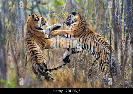 Two fighting Bengal tigers, India Stock Photo