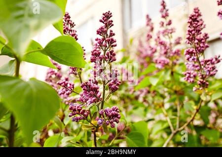 Beautiful lilac blossom.Flowering lilac tree.Fresh spring background on nature outdoors Stock Photo