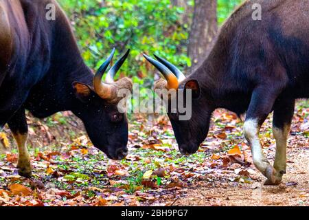 Two gaurs (Indian bison), India Stock Photo