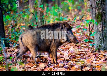 Close-up of wild boar (Sus scrofa), India Stock Photo
