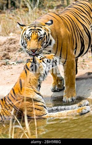 Two Bengal tigers, India Stock Photo