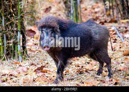 Wild boar in close-up, India Stock Photo