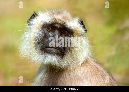 Close-up of langur monkey, India Stock Photo