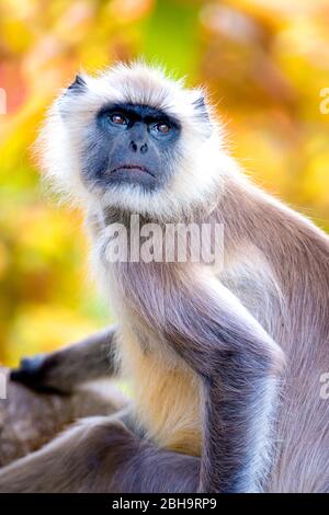Close-up of Langur monkey, India Stock Photo