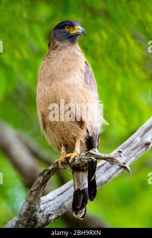 Crested serpent eagle (Spilornis cheela) perching on tree branch, India Stock Photo