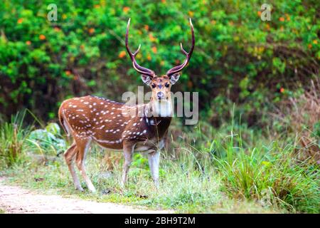 Spotted deer (cheetal) looking at camera, India Stock Photo