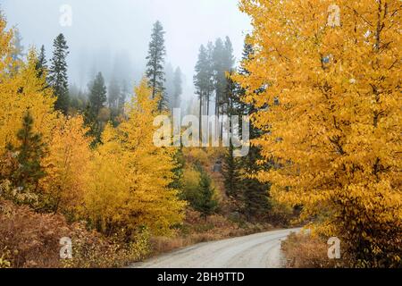 View of dirt road between autumn trees, Leavenworth, Washington, USA Stock Photo