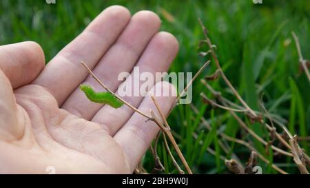 A caterpillar in a human hand. A green caterpillar on a branch. Stock Photo