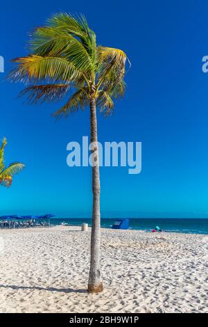 Palm tree on the beach, Fort Lauderdale Beach Boulevard, Fort Lauderdale, Broward County, Florida, USA, North America Stock Photo