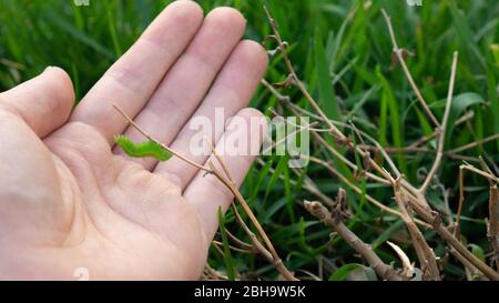 A caterpillar in a human hand. A green caterpillar on a branch. Stock Photo