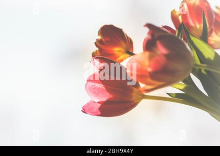 tulips Stock Photo