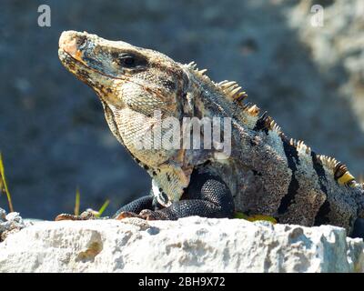 Ctenosaura similis, commonly known as the black spiny-tailed iguana, black iguana, or black ctenosaur, is a lizard native to Mexico and Central America that has been introduced to Florida Stock Photo