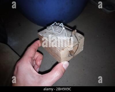 Mouse mouse. Mousetrap based on the gnawing of the thread. Stock Photo