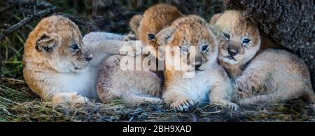 Close up of four lion cubs (Panthera leo), Ngorongoro Conservation Area, Tanzania, Africa Stock Photo