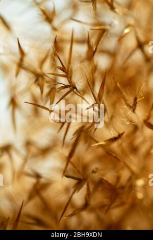 Full frame shot of reed Stock Photo