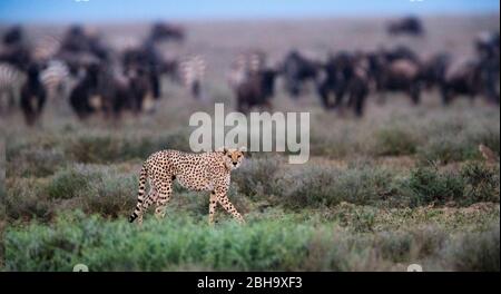View of walking Cheetah (Acinonyx jubatus), herd of animals behind, Ngorongoro Conservation Area, Tanzania, Africa Stock Photo