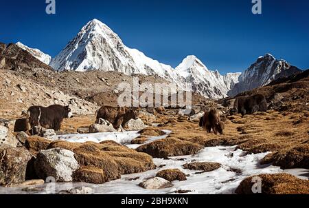 Yak herd while grazing, mountains in the background, creek near Lobuche Stock Photo