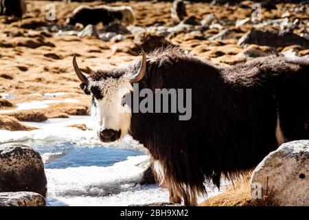 Young yak, Nepal cattle, Stock Photo