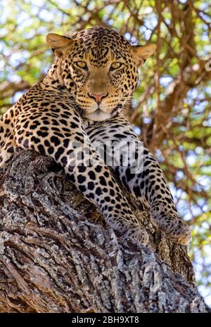 Close up of Leopard (Panthera pardus) lying on tree stem , Tarangire National Park, Tanzania, Africa Stock Photo