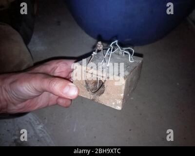 Mouse mouse. Mousetrap based on the gnawing of the thread. Stock Photo