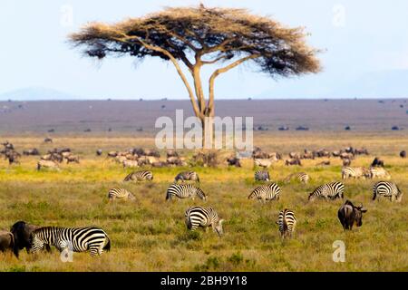 View of Great Migration of animals on Savannah, Ngorongoro Conservation Area, Tanzania, Africa Stock Photo