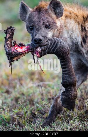 Portrait of Spotted Hyena (Crocuta crocuta) with animal leg on mouth, Ngorongoro Conservation Area, Tanzania, Africa Stock Photo