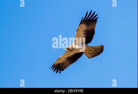 View of Red-headed falcon (Falco chicquera) Kgalagadi Transfrontier Park, Namibia, Africa Stock Photo
