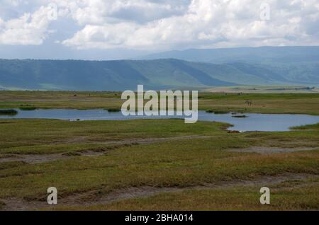 Landscape in the Ngorongoro crater in Tanzania, East Africa Stock Photo