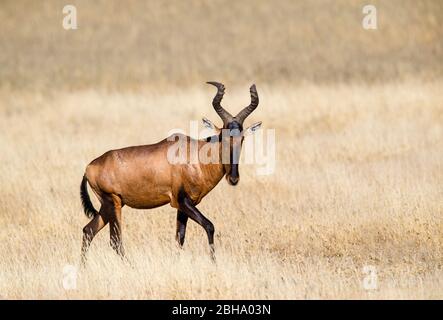 Red hartebeest (Alcelaphus buselaphus caama) antelope walking in grass, Kgalagadi Transfrontier Park, Namibia Stock Photo