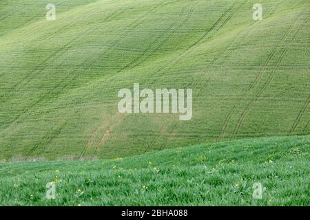 tracks on the lawns on the hills of the Crete Senesi, detail, Asciano, Siena, Tuscany, Italy Stock Photo
