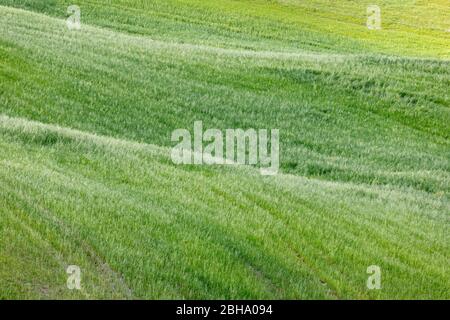 Green meadow on the hills of the Crete Senesi, Asciano, Siena, Tuscany, Italy Stock Photo