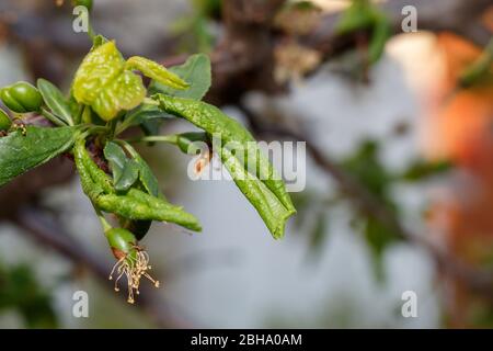 Plum Branch With Wrinkled Leaves Affected by Disease Stock Photo