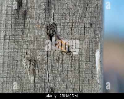 red mason bee, Osmia bicornis, on wood Stock Photo