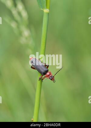 soldier beetle, Cantharis rustica, on a blade of grass Stock Photo