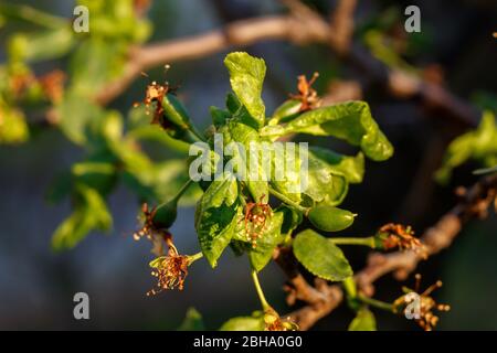 Plum Branch With Wrinkled Leaves Affected by Disease Stock Photo