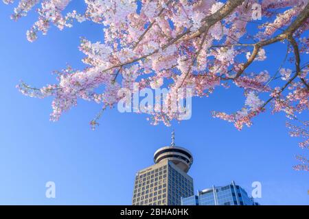 Cherry blossoms and Harbour Centre Tower, Vancouver, British Columbia, Canada Stock Photo